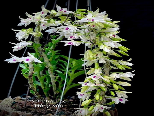 20 MẪU CÂU HỎI THƯỜNG GẶP VỀ HOA CÂY CẢNH